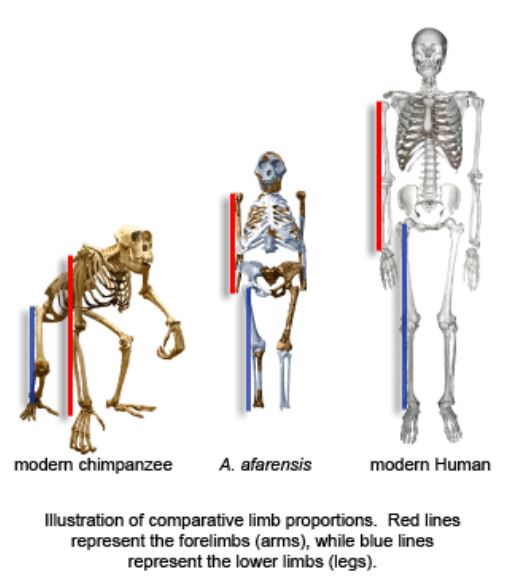 Napier took limb measurements from Heuvelmans’ photos and found that the specimen’s ratios were intermediate between those of humans and those of great apes (image from  http://efossils.org ), and that the iceman’s hand was proportionally long relative to its arm length…