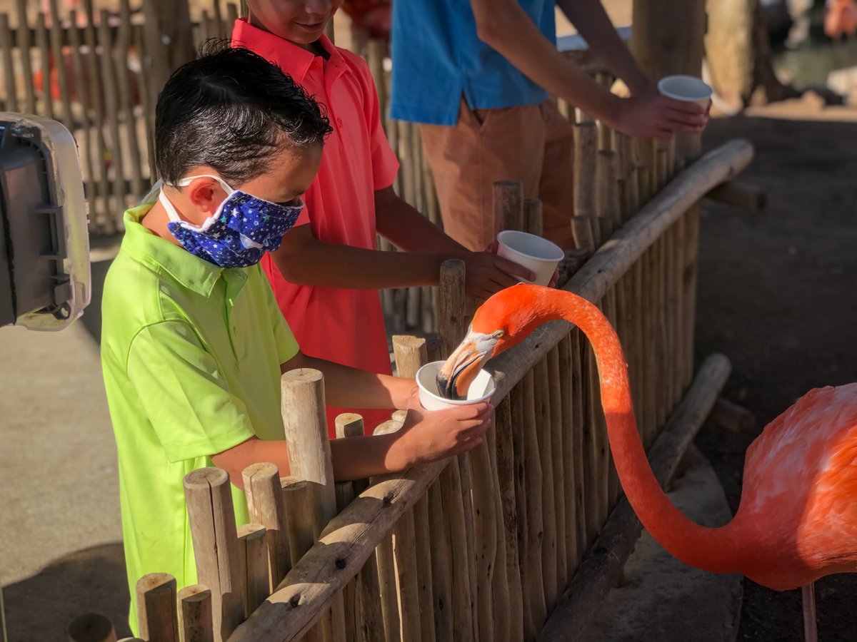 SanAntonioZoo's tweet photo. San Antonio Zoo needs your help! Ask Congress to include aquariums and zoos in the next round of emergency relief funding to continue our work to secure a future for wildlife. https://t.co/9C6ZyZWD7G #HelpZoos #HelpAquariums @JoaquinCastrotx @RepGonzalez https://t.co/hEfbe6oTK3