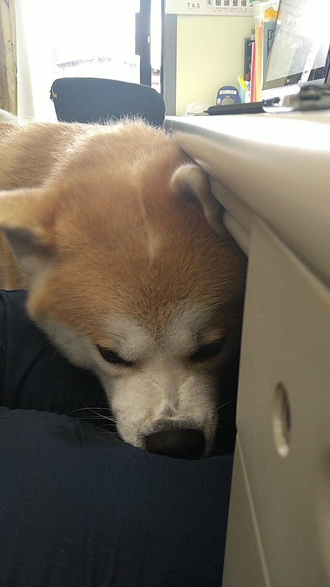 歩 秋田犬好きなオバサン 415ayumi Twitter 歩 秋田犬好きなオバサン 415ayumi Twitter