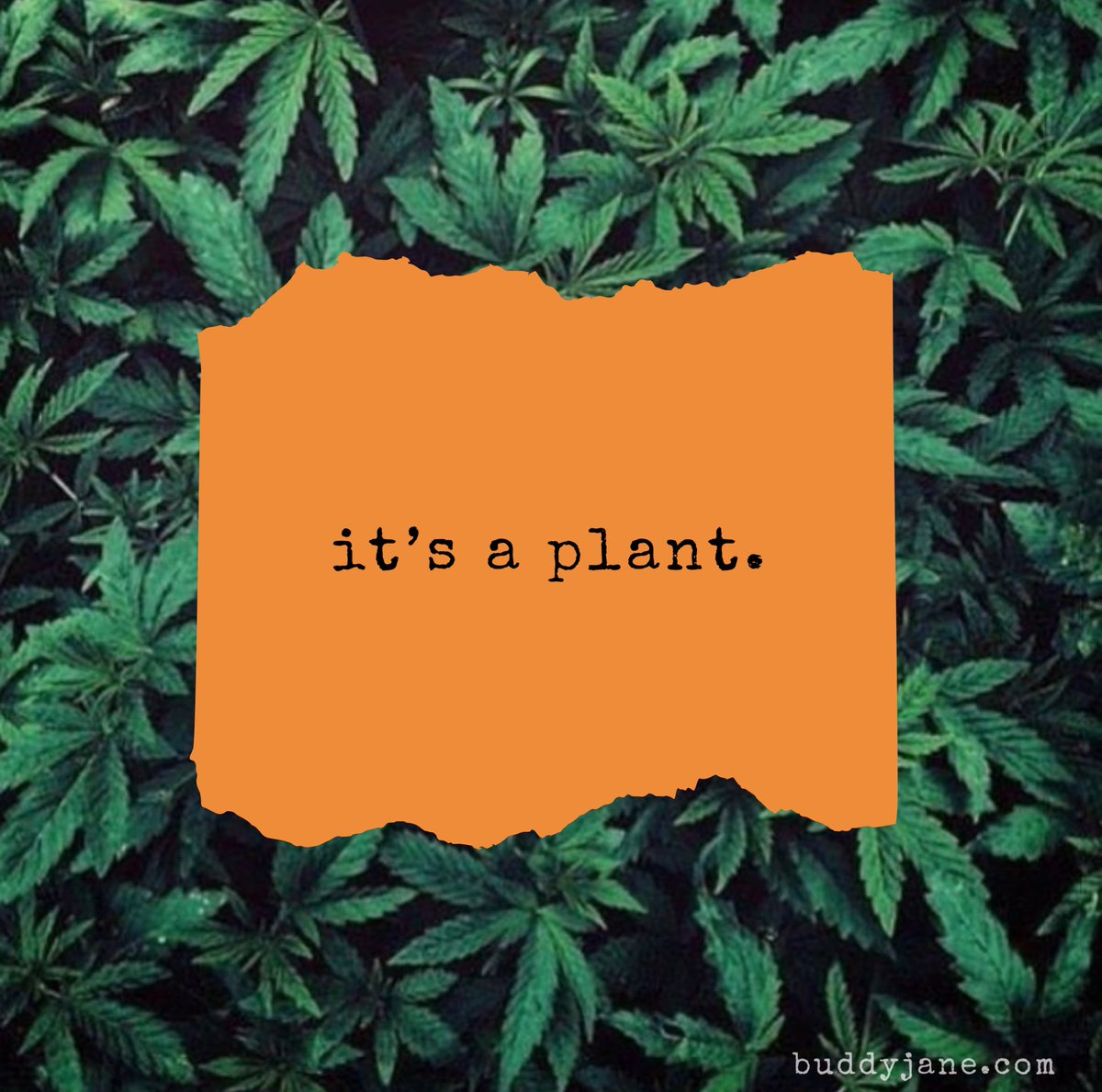 Perspective 🌿

#legalizeit #everywhere
#votecannabis #vote 
#legalize50 #buddyjane #cannabisisnotacrime