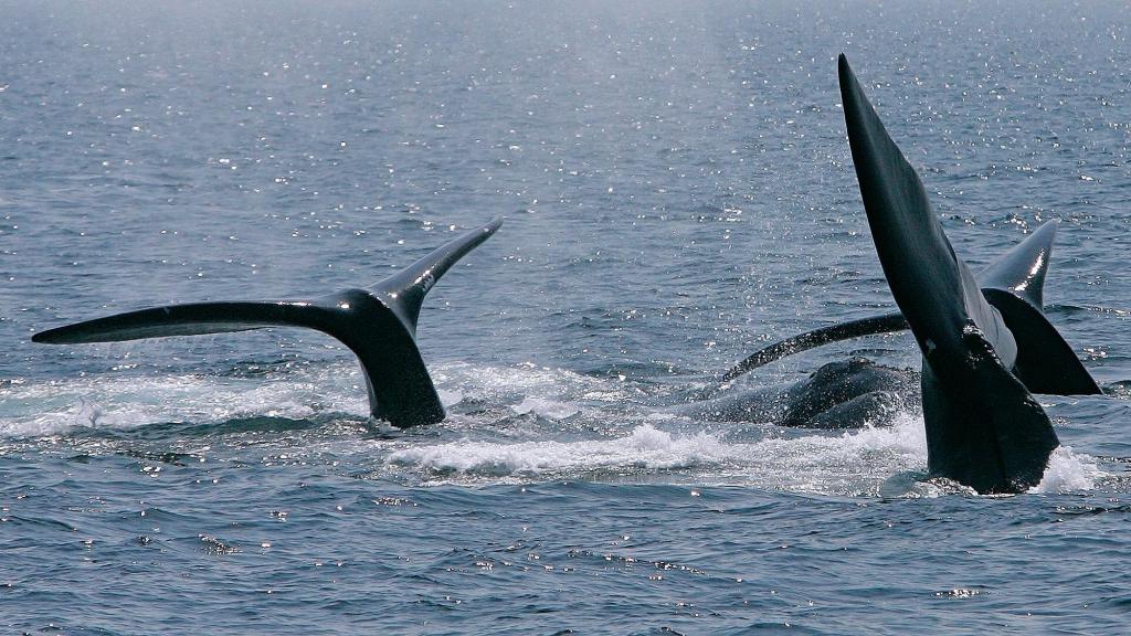 It’s time to do the right thing for right #whales, via @bostonherald #RightWhales #conservation #OneOceanOnePlanet #ProtectionForAll ow.ly/lTKO50BWRI8
