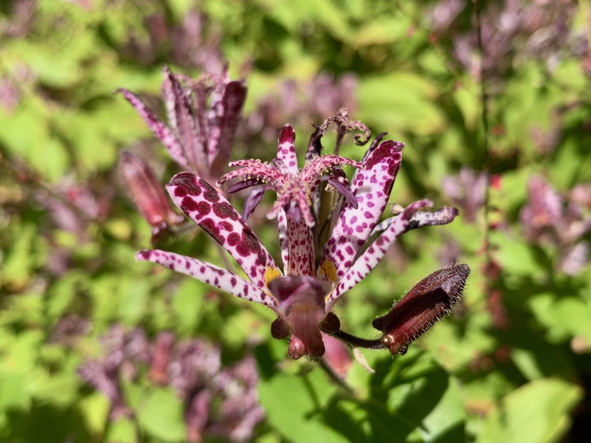 Cloudsailor 星羅の一日一花 タイワンホトトギス 台湾杜鵑草 ラッパ状に開く花 は白色から淡紫色で内面に紅紫色の斑点がある ユリ科ホトトギス属 台湾 沖縄県の西表島に分布 Formosa Toad Lily Tricyrtis Formosana Flowers Fleurs T Co