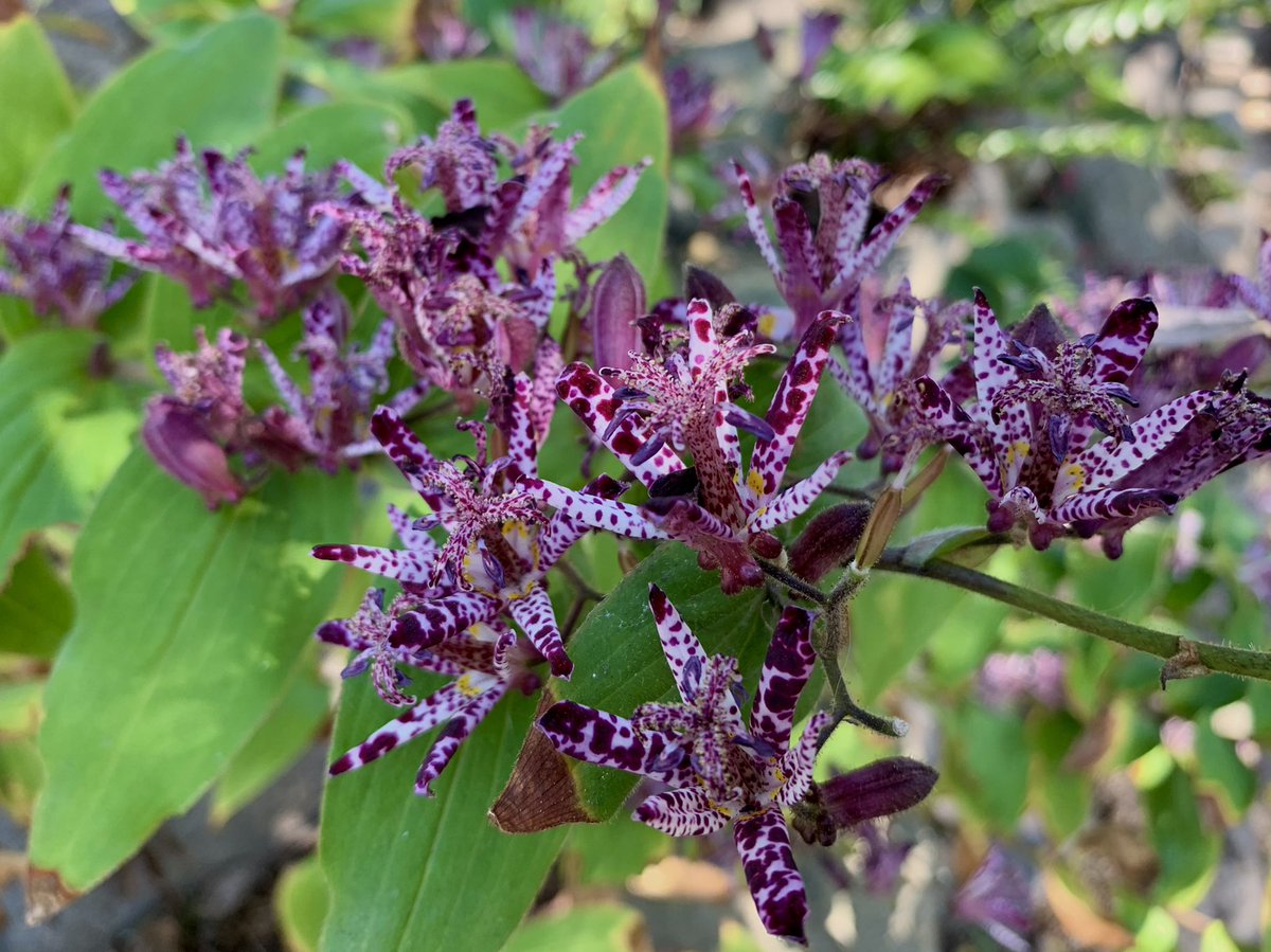 Cloudsailor 星羅の一日一花 タイワンホトトギス 台湾杜鵑草 ラッパ状に開く花は白色から淡紫色で内面に紅紫色 の斑点がある ユリ科ホトトギス属 台湾 沖縄県の西表島に分布 Formosa Toad Lily Tricyrtis Formosana Flowers Fleurs T Co