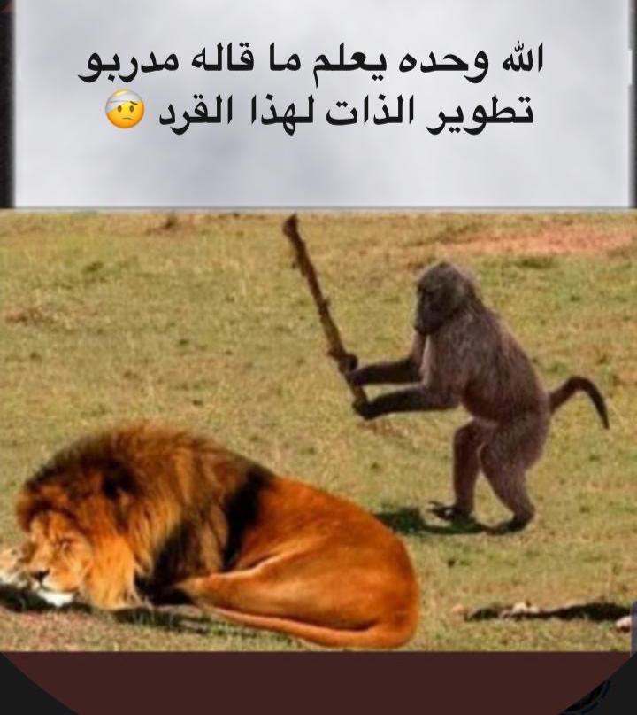 no_neeet's tweet photo. الله وحده يعلم ماذا قال مدربو #تطوير_الذات لهذا القرد 😔 https://t.co/TLWAReUDis