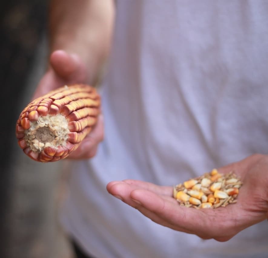 Flint y Dent 🌽
El grano de maíz es muy utilizado para la alimentación de rumiantes por su excelente valor nutritivo. Es un alimento muy energético, siendo el estándar de comparación con los demás granos.