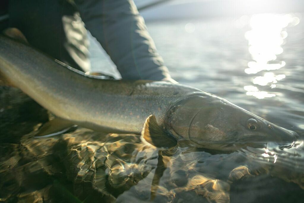 OutFlyFishing's tweet photo. Some fish are built to handle the cold #BullTrout #Matador #BullTroutOnTheFly #FlyShopLocal #FamiliesToDanatics #dayOFF #OFFflyshop #CalgarysFlyShop https://t.co/0GnO1vxbiP https://t.co/etDER5QTbG