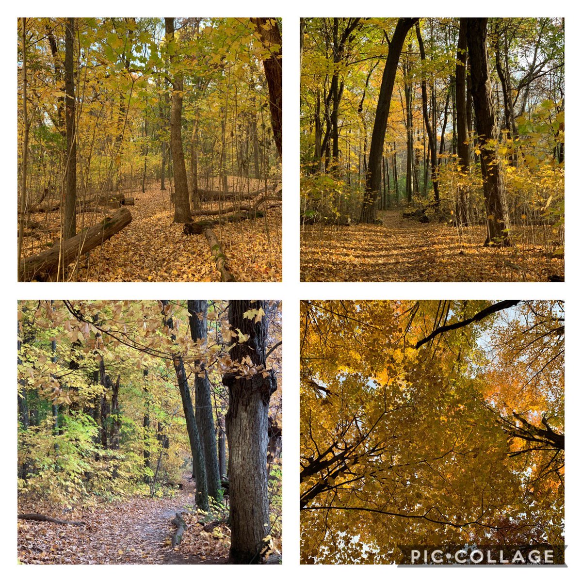 The forest was on fire with the colors of fall this morning. A wonderful reminder of how small we are and how nature’s simple beauty will always be grander than anything man may create.