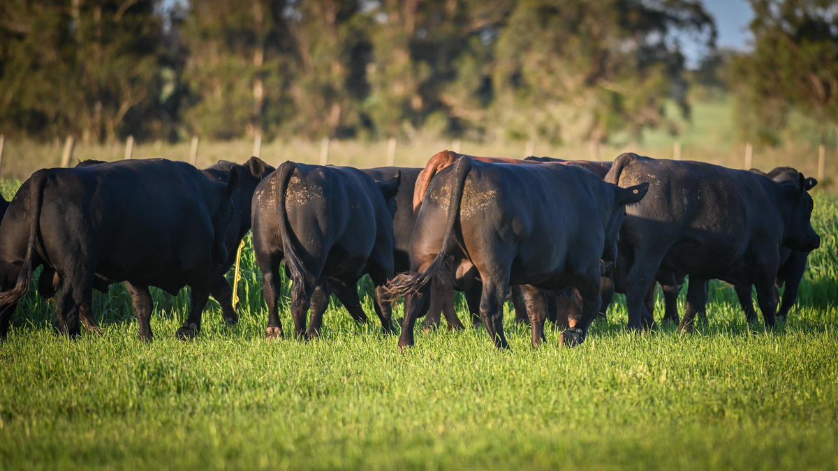 PinducAngus's tweet photo. Quedan 5 días para una nueva edición de “Toros en las Sierras” Este sábado 24 de octubre en el local Don Bernardo de Minas, Lavalleja ⛰

PREOFERTAS 👇

https://t.co/wZXvw6Xkwm

Rematan @escritoriodutra @jasoyjaso 

#AberdeenAngus #AngusUruguay #Angus https://t.co/AHvdJCLf76