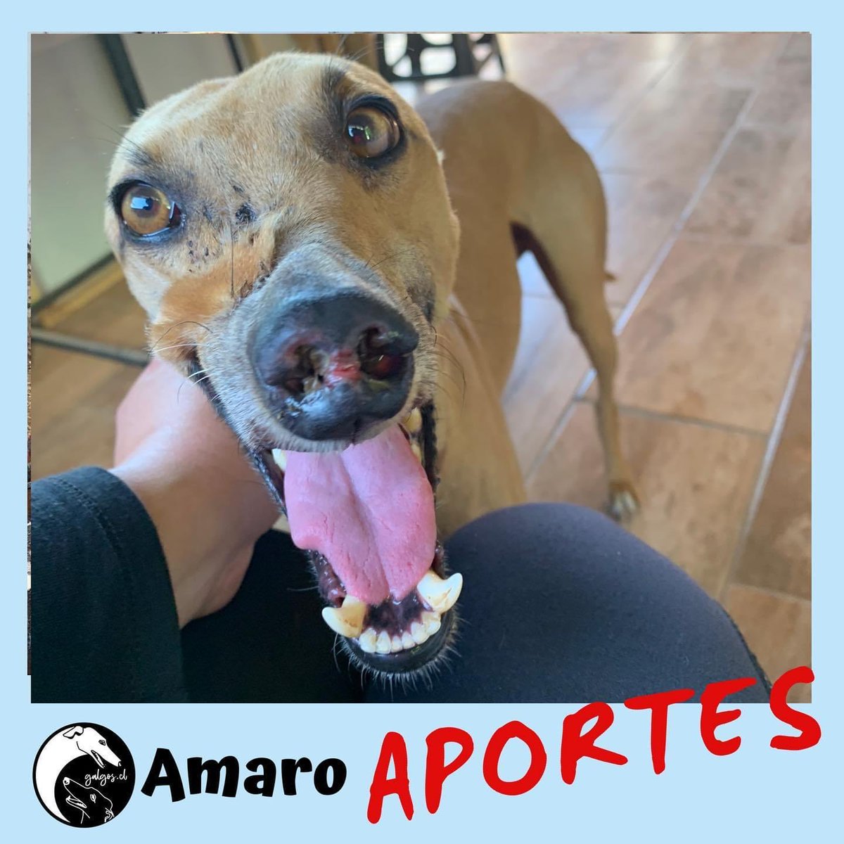 🙏APORTES PARA AMARO💖
Necesita de tu #ayuda
Se opera mañana miércoles.
Será una larga cirugía para unificar su paladar e injerto, compleja y costosa, app $350.000 + exámenes prequirurgicos + hueso liofilozado.
Demosle la vida que merece después del maltrato🥺
#galgo #cirugia https://t.co/HaE5o2j94o