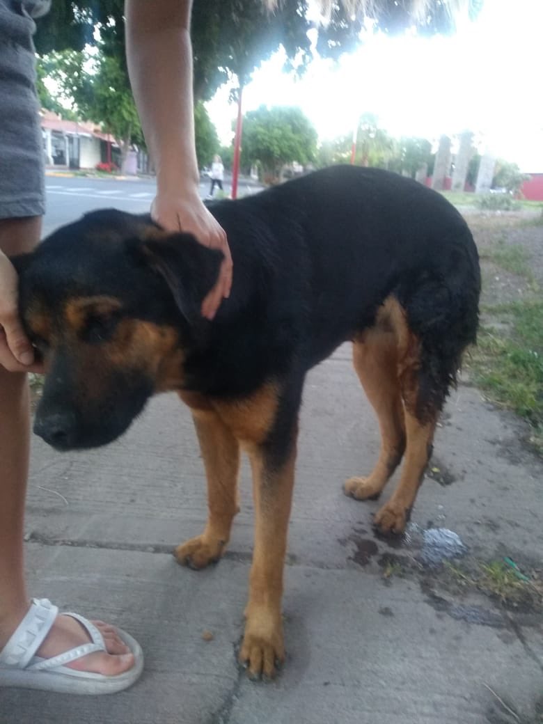 Apareció este perrito en El Barrio cementista 2 de las Heras, está bien cuidado y es muy cariñoso, sus dueños deben estar buscándolo 
Ayuden difundiendo xfa🙏🏽🙏🏽🙏🏽