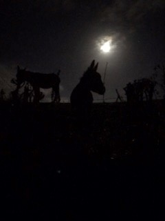 BollingtonPol's tweet photo. Good afternoon Bollington.  I thought I would share a fab  picture I took last night whilst on evening patrol in one of our more rural areas.
#RuralMatters #PCSOPam https://t.co/wmKSgVqPU9