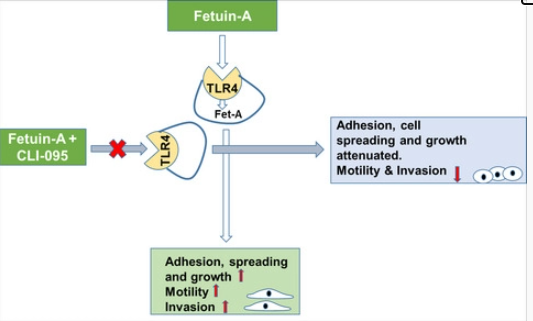 FEBSOpenBio's tweet photo. Now in Early View: #TLR4 mediates rapid endocytic uptake of #fetuinA by adherent tumour cells  - https://t.co/HqKEeAIkAx https://t.co/m1NGuSDeDp