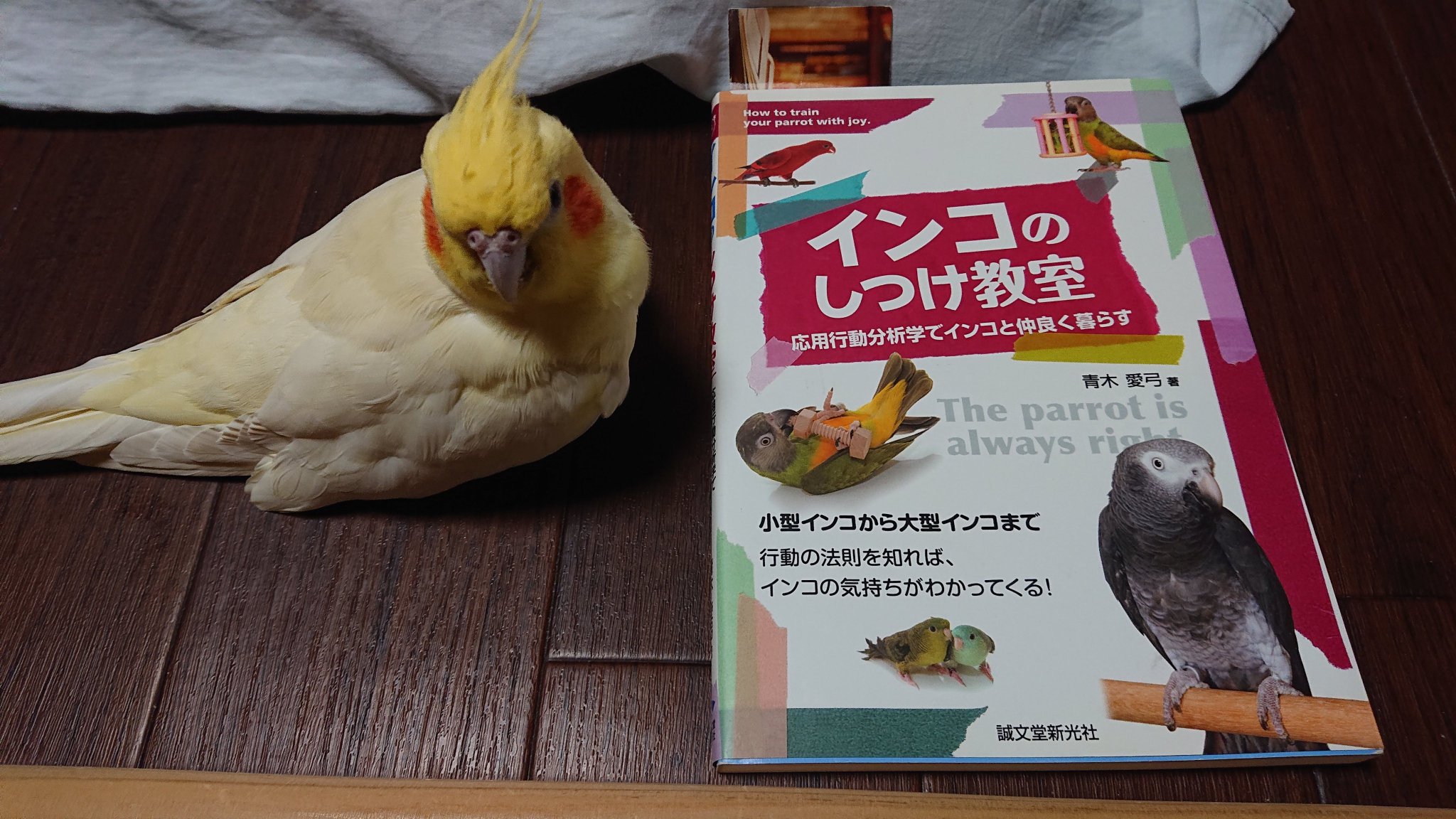 いいちこインコの飼い主 花沢りん吉 On Twitter 発情に関しては別の問題ですが 呼び鳴き 毛引き 自咬 噛み癖などには コチラの本がオススメです Amazonのレビューの評価が割れていますが 実践が難しい所がある為で 熟読して理解すれば とても良い本だと思っ