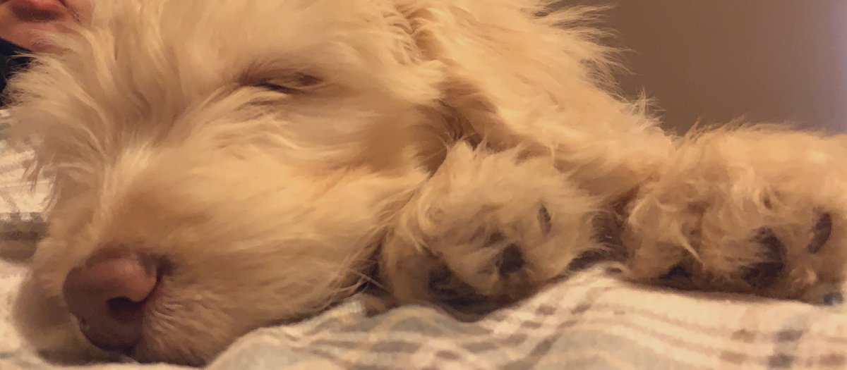 There seems to be a lot of anxiety around these days, so I’m giving extra cuddles.  #FutureTherapyDog #CoopersCuddles #HowIsThisEvenClose #WtfAmerica 
#PuppyTwitter