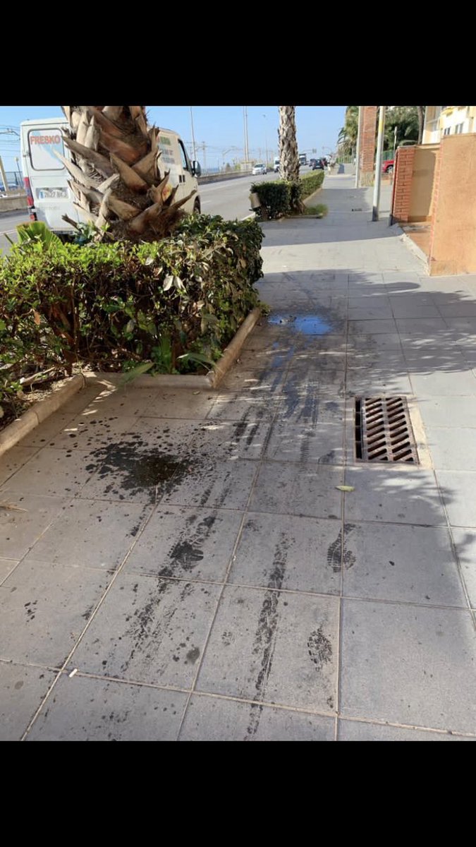 pepabril's tweet photo. Les palmeres del carrer St Jaume s’haurien d’esporgar perque ho estan tacant tot. Podeu avisar la brigada? @VilassardeMar @VdMarInfo https://t.co/KJqFtcPToS