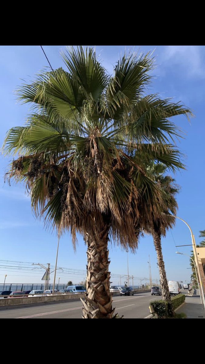 pepabril's tweet photo. Les palmeres del carrer St Jaume s’haurien d’esporgar perque ho estan tacant tot. Podeu avisar la brigada? @VilassardeMar @VdMarInfo https://t.co/KJqFtcPToS