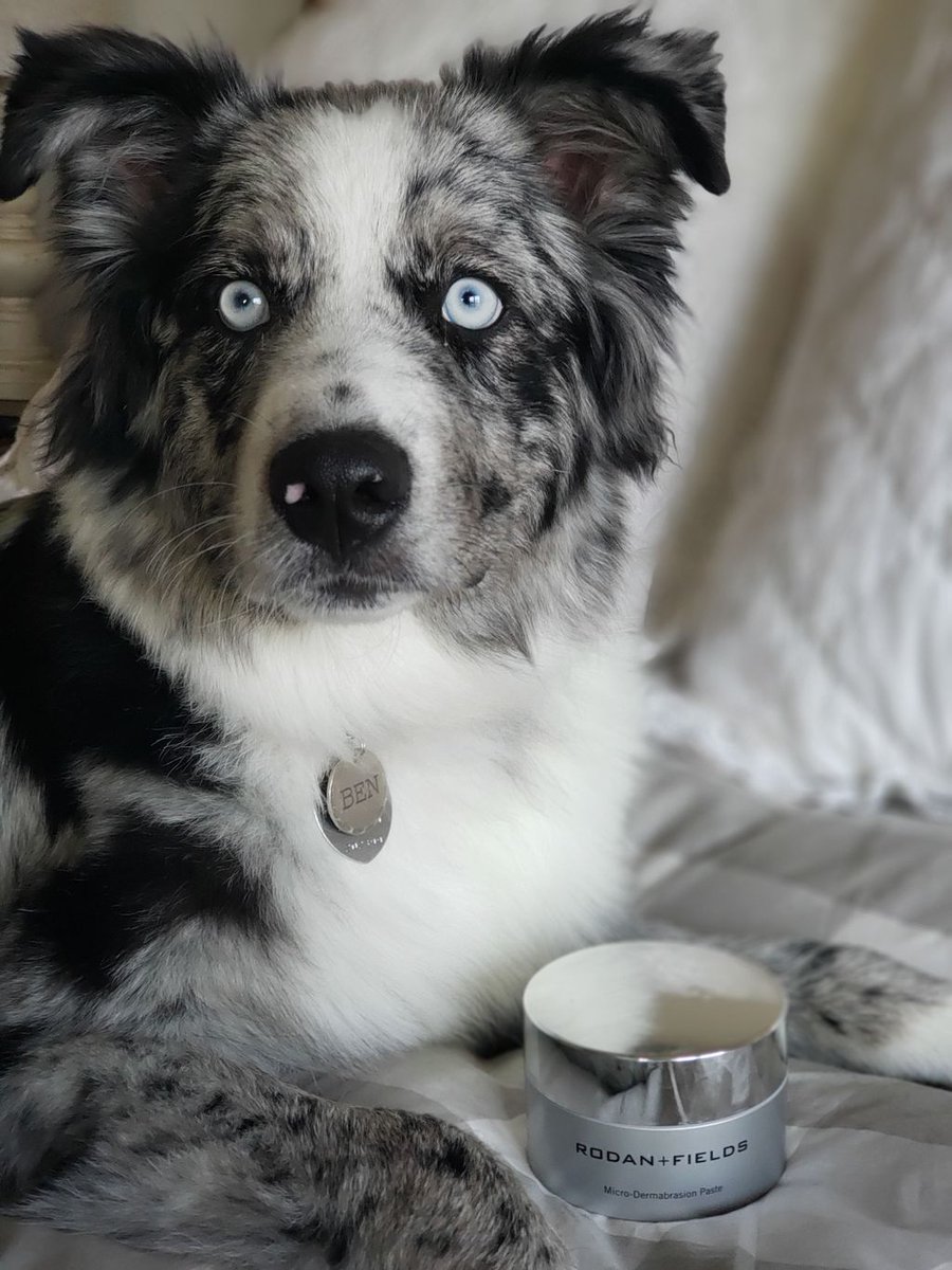 NotHannahsMom's tweet photo. Ben: "Hey Mom, winter's coming. Time to start using R+F Body Replenish so your skin isn't dry. I'd rather you spend time petting me than scratching yourself."
Me: "I'd like to see you playing with your toys instead of stepping on the kitties." 
Ben: "I'm a dog. No promises." https://t.co/cZUddIsPOP