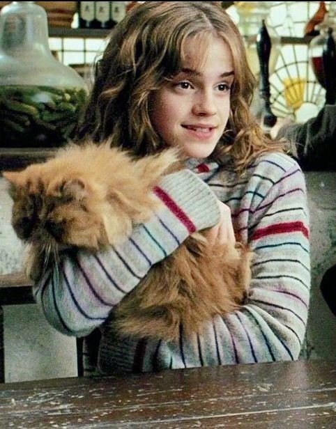 wizardictus's tweet photo. #MWBFunFacts Saat Hermione ingin membeli peliharaan untuk hadiah ulang tahunnya, tiba tiba ada kucing oren (Crookshanks) meyerang scabbersnya ron, dari situ lah Hermione membeli Crookshanks https://t.co/uDj04CSiWO