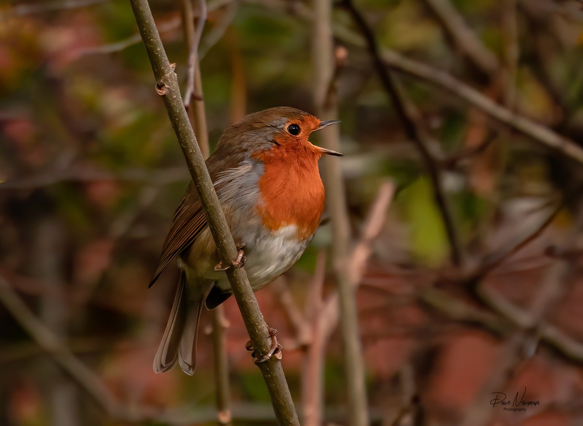 The breath taking poses of the #robin at lunch today #lincolnshire #sleaford #riverwalks #LunchTime #lincsconnect #birdphotography #SonyAlpha #lowlight #christmas #orange #iconic #bird #nature #wildlifephotography #GreatBritain #England #beauty #birds