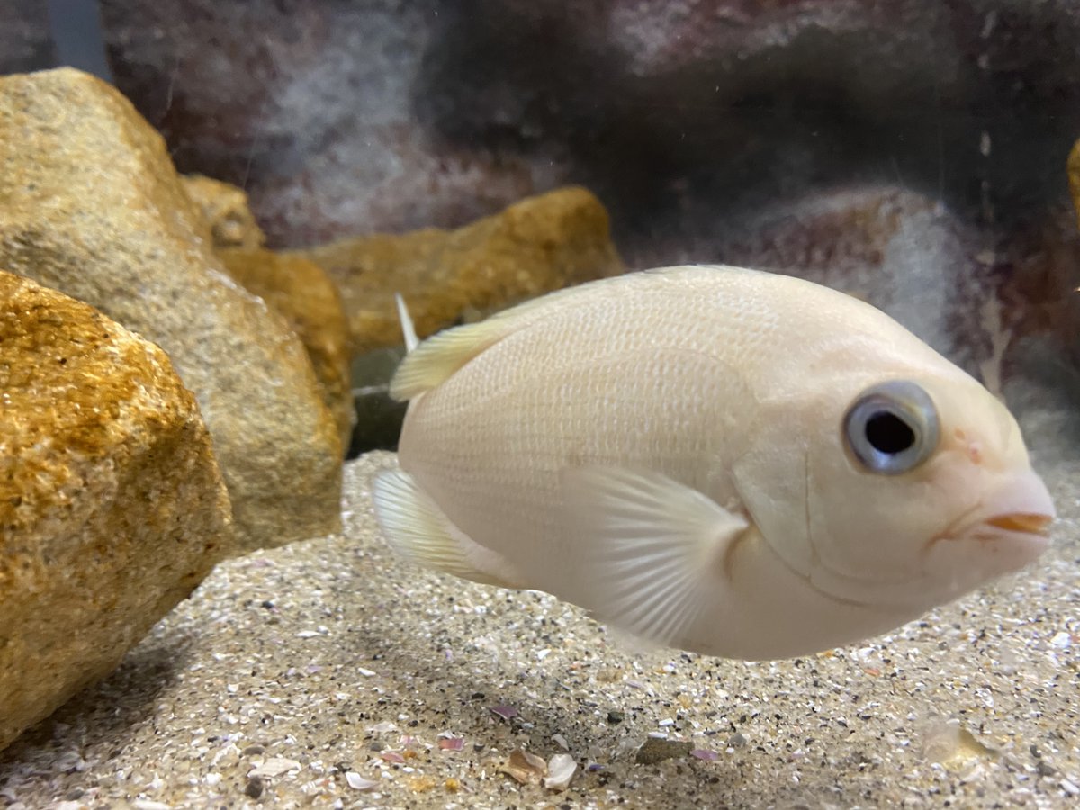 Noriko 餌やり体験 鯛 とその餌 アルビノのメジナ めっちゃ繁殖する熱帯魚ミッキーマウスプラティ Noriko 餌やり体験 鯛 とその餌 アルビノのメジナ めっちゃ繁殖する熱帯魚ミッキーマウスプラティ