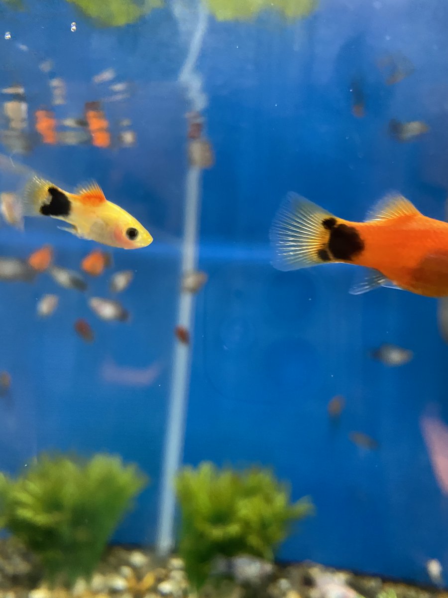 Noriko 餌やり体験 鯛 とその餌 アルビノのメジナ めっちゃ繁殖する熱帯魚ミッキーマウスプラティ Noriko 餌やり体験 鯛 とその餌 アルビノのメジナ めっちゃ繁殖する熱帯魚ミッキーマウスプラティ