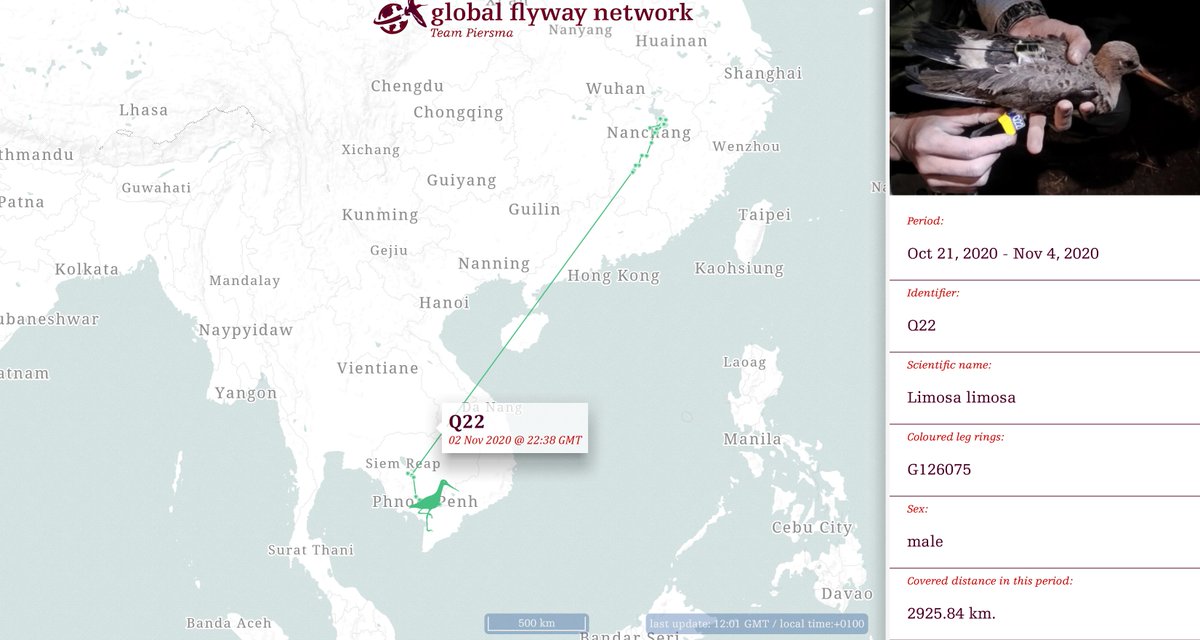 GlobalFlyway's tweet photo. Adding to fresh description of bohaii subspecies black-tailed #godwit (#grutto) in Ibis & Bingrun Zhu's talk at #EAAF Shorebird Science Meeting #EAAFSSM, fresh tracks show recent completion of 1400-2900 km long southward migrations. Very late in season! https://t.co/h0yuMmdZNa https://t.co/OQLKacCqPh