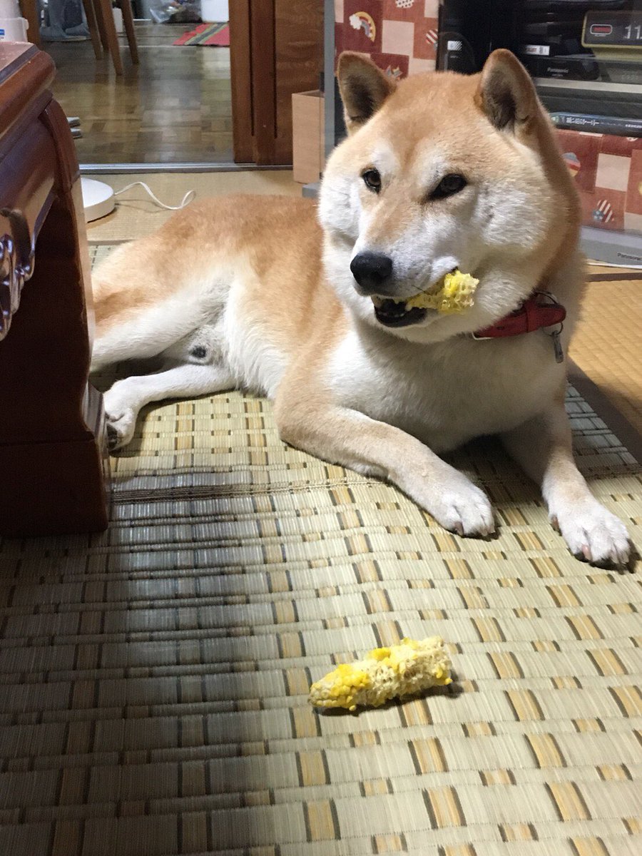makki0916's tweet photo. アカウント間違えました。
伊豆帰ったから遊んで。 https://t.co/z5oViIPIal