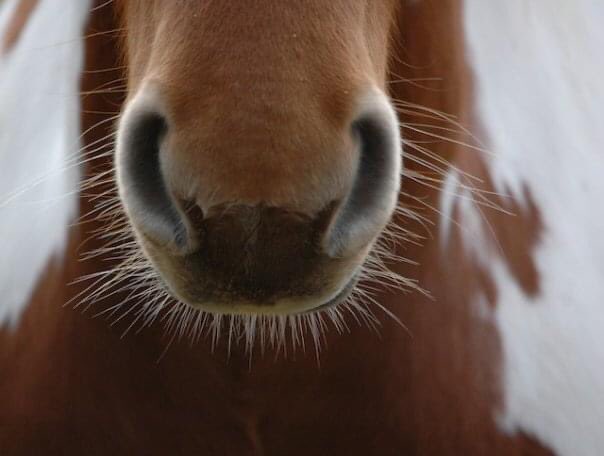 Anyone else need a horses nose right now?This is Robin’s nose, a beautiful coloured mare I had a good few years ago. I bought her as a weanling foal, broke, trained then sold her. She is somewhere in UK.