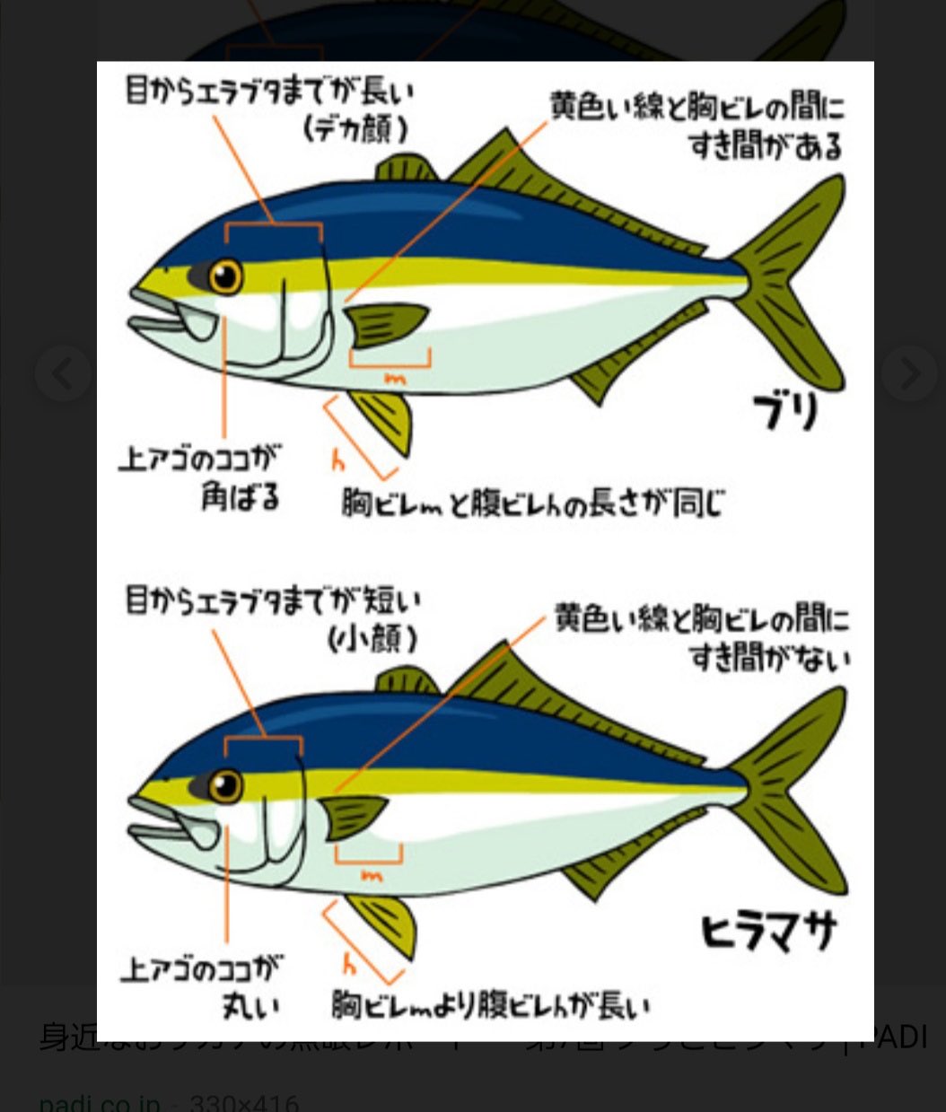ひかる Sura ブリとヒラマサの違い T Co 5vamjsbrvo Twitter