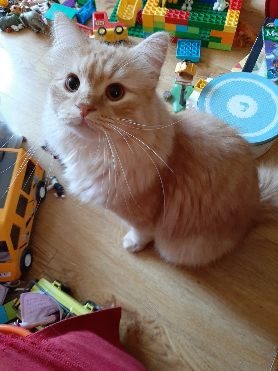 Golden fluffy cat surrounded by kids toys