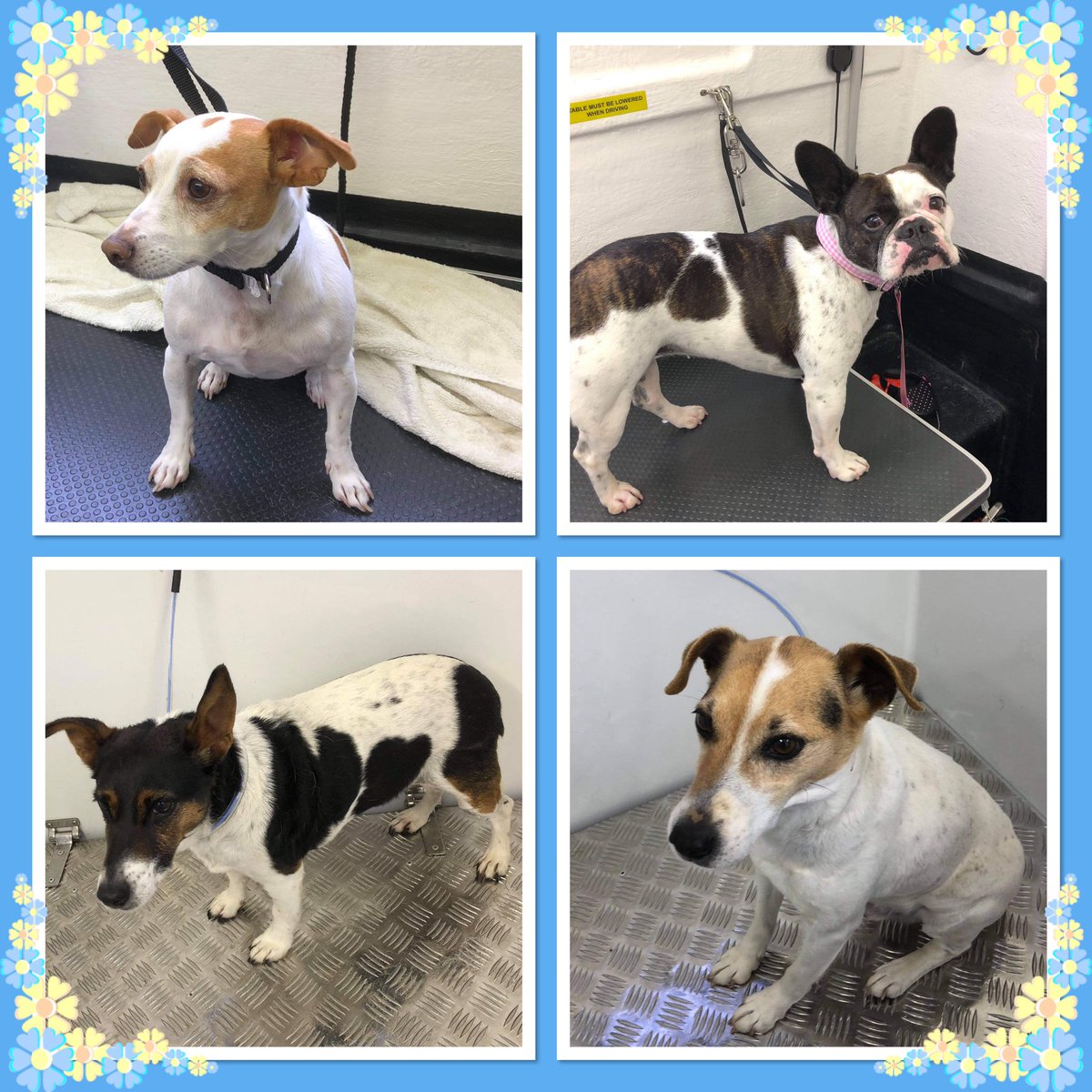 tanis mobile dog wash