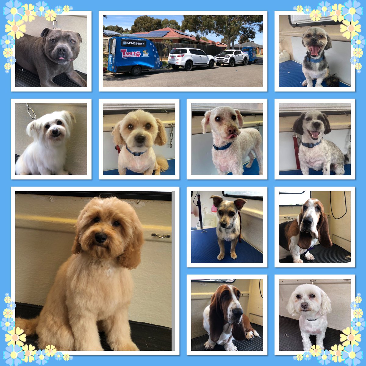 tanis mobile dog wash