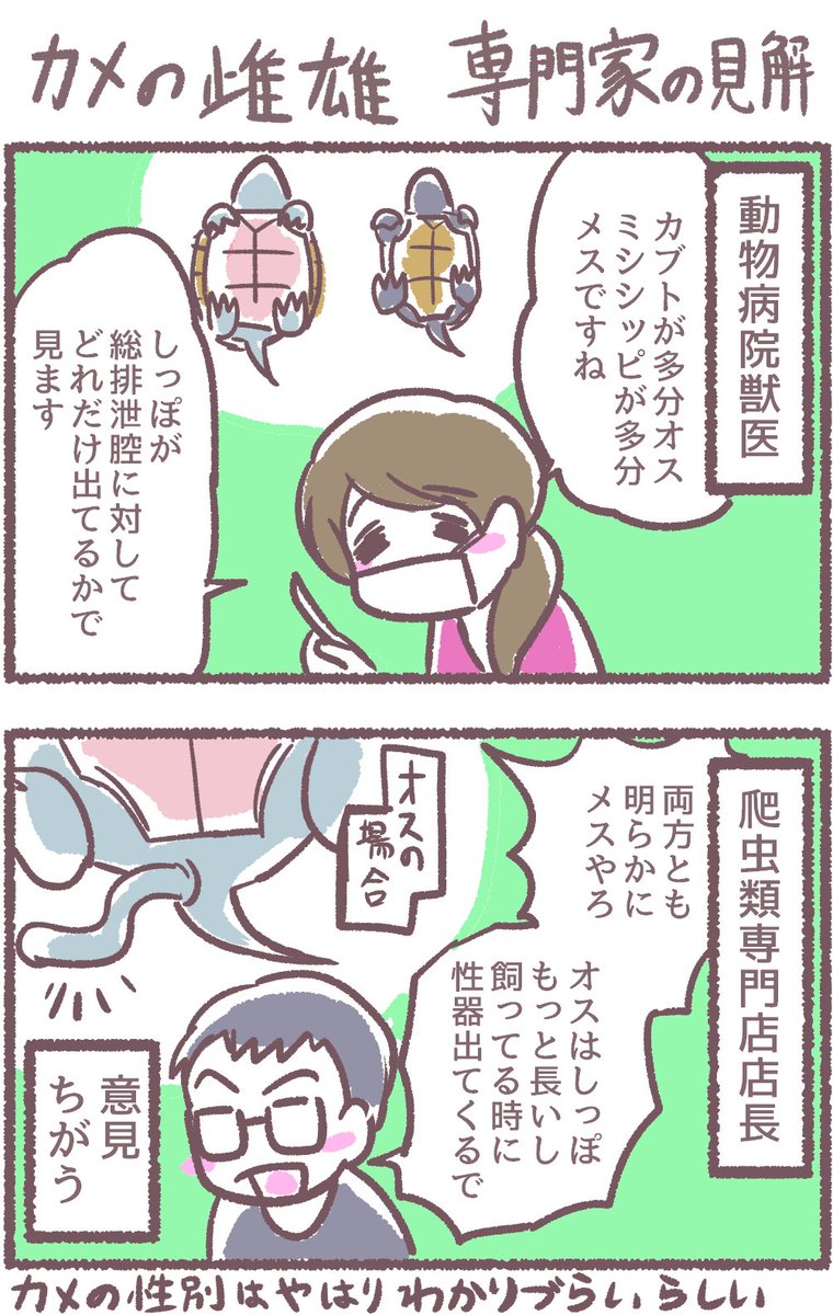 新説・ニオウとジロウの性別
飼ってるカメの漫画です。#カメ好きと繋がりたい 