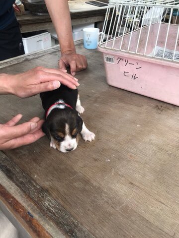ビーグル犬 よもぎ Kamekichistyle Twitter