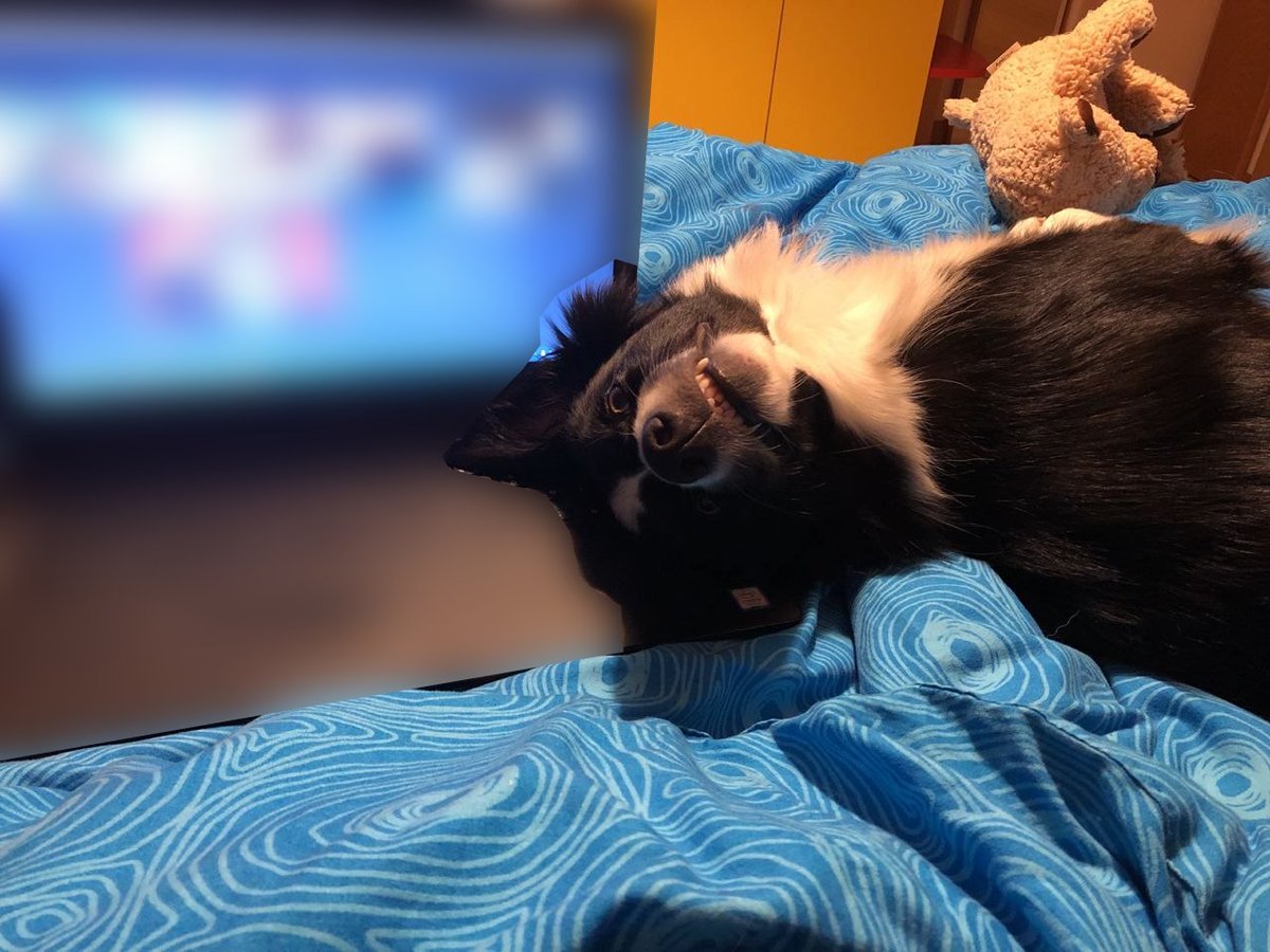 NickBoscaro's tweet photo. While her owner was using her own (PC) body to obtain useful information from two city guards, Arya, the (irl) animal companion was looking for cuddles
#whyAreYouCuddlingWithStrangersAndNotWithMe #doggo #animalCompanion
#dnd #rpg #pathfinder
#DMJournal n. 44 https://t.co/vcD8bxlLSU