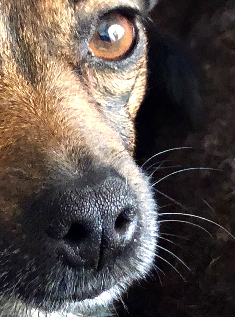 нос собаки спереди. нос собаки. собачий глаз. пироплазмоз (бабезиоз) у собак. мокрый нос собаки.