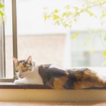 オスがほとんどいないのは三毛猫だけじゃない？猫の毛色と性別に関する深いお話!