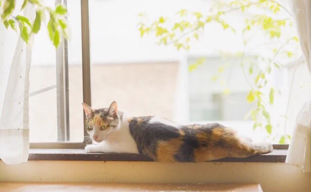 オスがほとんどいないのは三毛猫だけじゃない？猫の毛色と性別に関する深いお話！