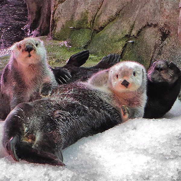 TheDailyOtter's tweet photo. Feeling stressed? Tell sea otters your problems; they're good listeners. https://t.co/b82zbsUtOD 📸: @HugeRhino https://t.co/SVrZMr4mVv