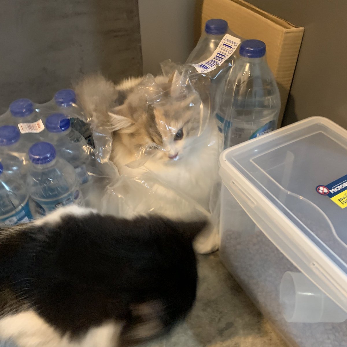 ไม่ทราบเหตุผลของการเข้าไปเลย