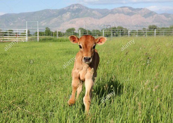 enchiat's tweet photo. cows : A thread https://t.co/kRJP3gPk5V