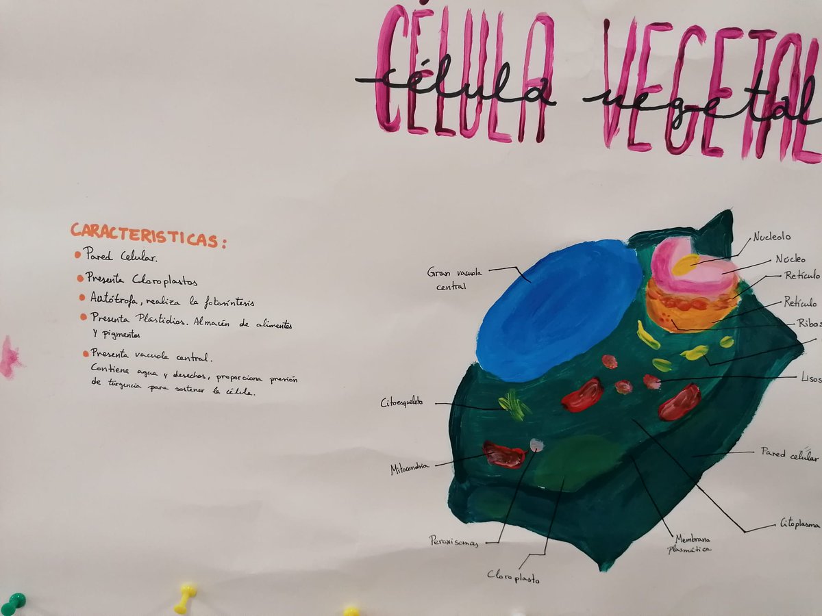 CeipBiblioteca's tweet photo. Estudiamos las células en el @SanSebastianAhl. Somos @plurimalaga @PLC @PLC_Andalucia @EducaAnd @ComunicApro_ @RaquelCartima @lauramarvic2 @CubillLola @LibroAbierto_BE @RedBECREA @educacionenmlg @erubioperea  @BilingualSchool @NoeliaTMusic @MariquillaMlg @cepmalaga https://t.co/yMAKlKwAfv