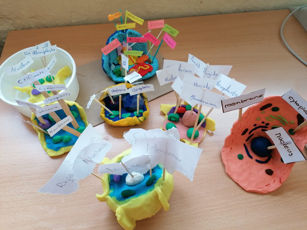 CeipBiblioteca's tweet photo. Estudiamos las células en el @SanSebastianAhl. Somos @plurimalaga @PLC @PLC_Andalucia @EducaAnd @ComunicApro_ @RaquelCartima @lauramarvic2 @CubillLola @LibroAbierto_BE @RedBECREA @educacionenmlg @erubioperea  @BilingualSchool @NoeliaTMusic @MariquillaMlg @cepmalaga https://t.co/yMAKlKwAfv