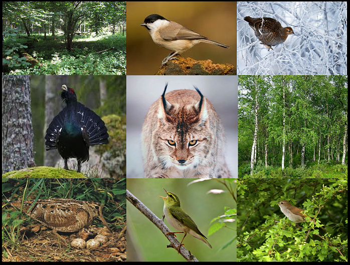 1. Given that house cats are rather good at killing birds, then what good, if any, could the return of a larger, wilder cat – the lynx - achieve for Britain’s beleaguered & fast-vanishing birdlife? From the humble marsh tit to giant capercaillie, let’s examine the LYNX EFFECT.