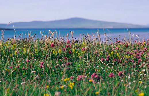 NatureScot's tweet photo. #NatureBasedSolutions are an essential part of our response to the #climateemergency. Evidence shows nature investment - both public and private - can help tackle #climatechange as well as provide economic stimulus & many other benefits #NatCapRoundtable #NaturalCapital https://t.co/s5S3EwnlZa