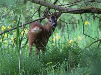 2. The primary impact of a specialist, apex predator, such as the lynx, lies not in the amount of deer that it kills – although this is significant. It lies, even more, in how the behaviour of prey, across entire landscapes, is altered and affected by the presence of this cat.