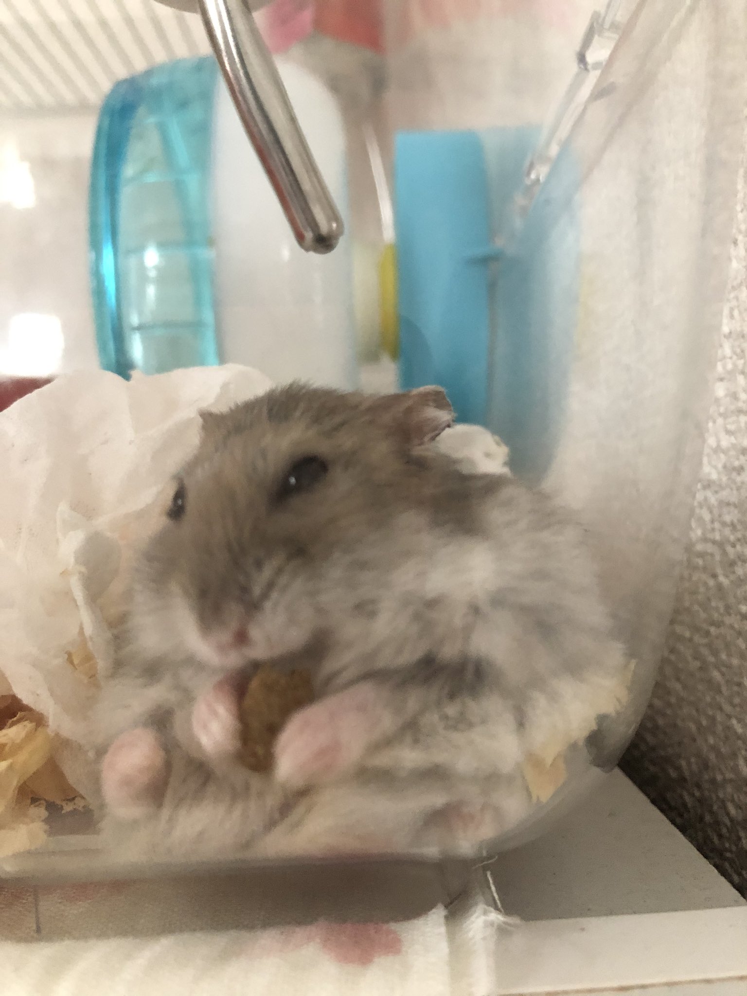 あんころ 冬毛なのかぽわぽわふわふわ感が最近増してる いい推しの日 ジャンガリアンハムスター T Co Khpjsafihs Twitter