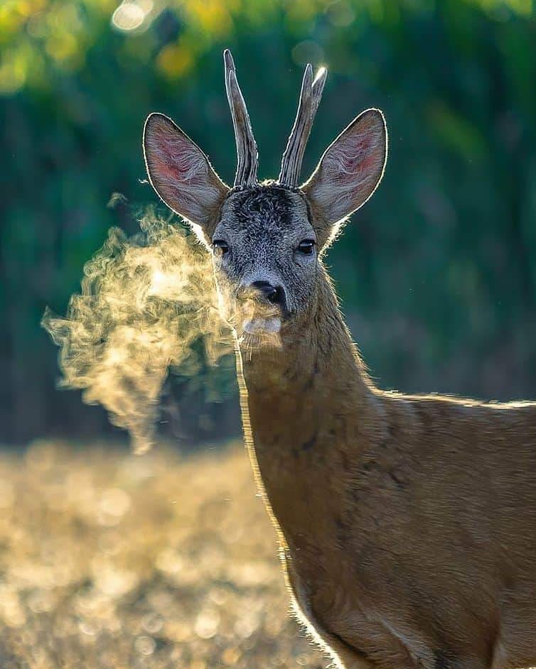 Huntinglover0's tweet image. Woow🦌😍🍀

#deerhunting #texashunting #hunting #JohnKing #ElectionNight #eastroom