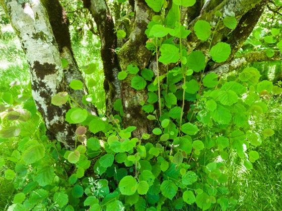 7. With lynx well-established for 15-20 years, a dense maze of low tree species, such as hazel, becomes once more a prominent feature of some areas of woodland. This branch labyrinth now allows new colonists to thrive; those birds that crave shade over light.