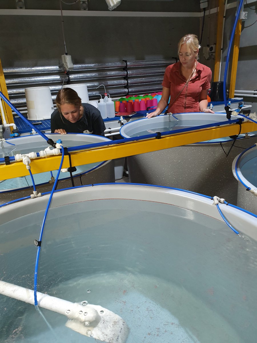 Coral spawning has kicked off in the SeaSim with Acropora tenuis and Acropora millepora spawning last night #spawnathon2020 #sleeplessnights #renewthereef